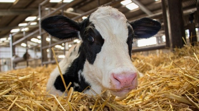 Gyan Dairy, the most preferred fresh milk and dairy products brand in UP 1 Gyan Dairy, the most preferred fresh milk and dairy products brand in UP - Digpu News