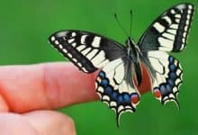 butterflies