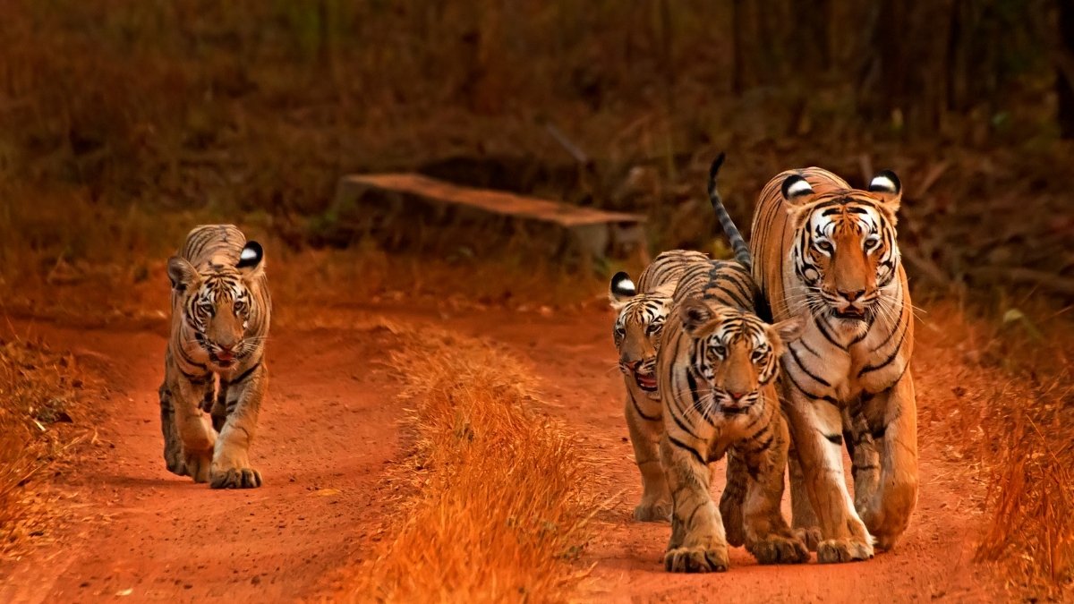 International Tiger Day: About 95% of the Tiger Population has Dropped Over Last 150 years