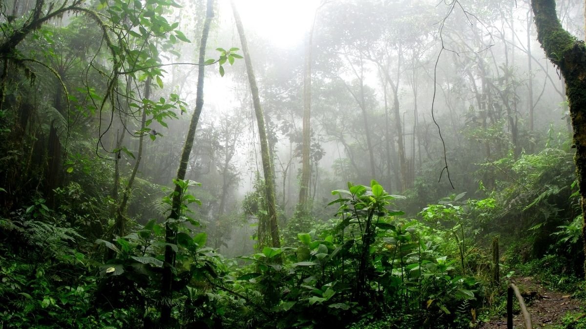 Scientists develop a new tracking system for monitoring danger to rainforests