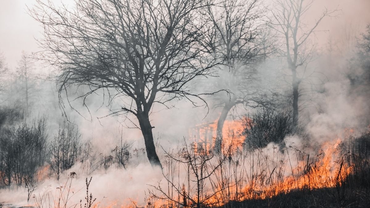 Wildfires are becoming a vicious problem across the globe