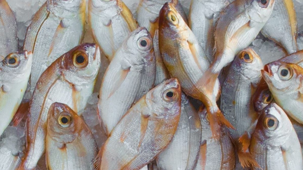 MIMI Fish app: Kerala Govt lets consumers know all about the fish they buy
