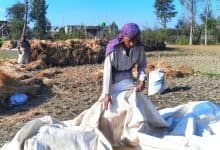 Farmers concerned as traditional paddy varieties’ yield drops significantly