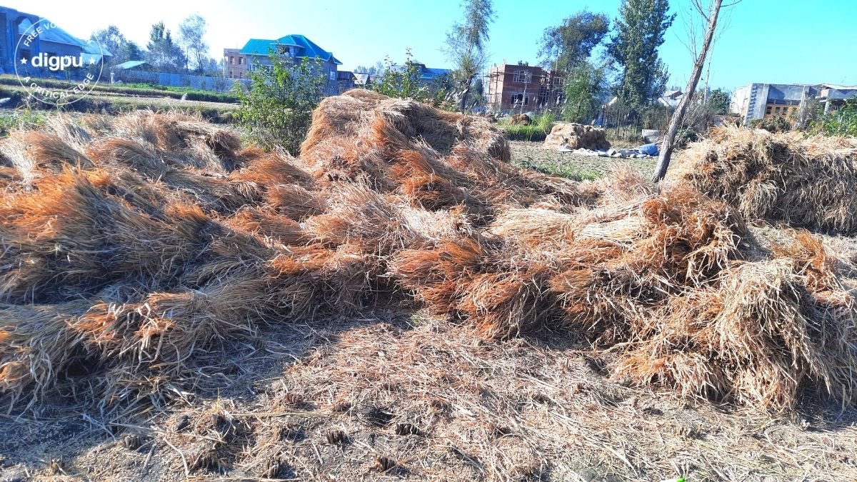 Farmers concerned as traditional paddy varieties’ yield drops significantly