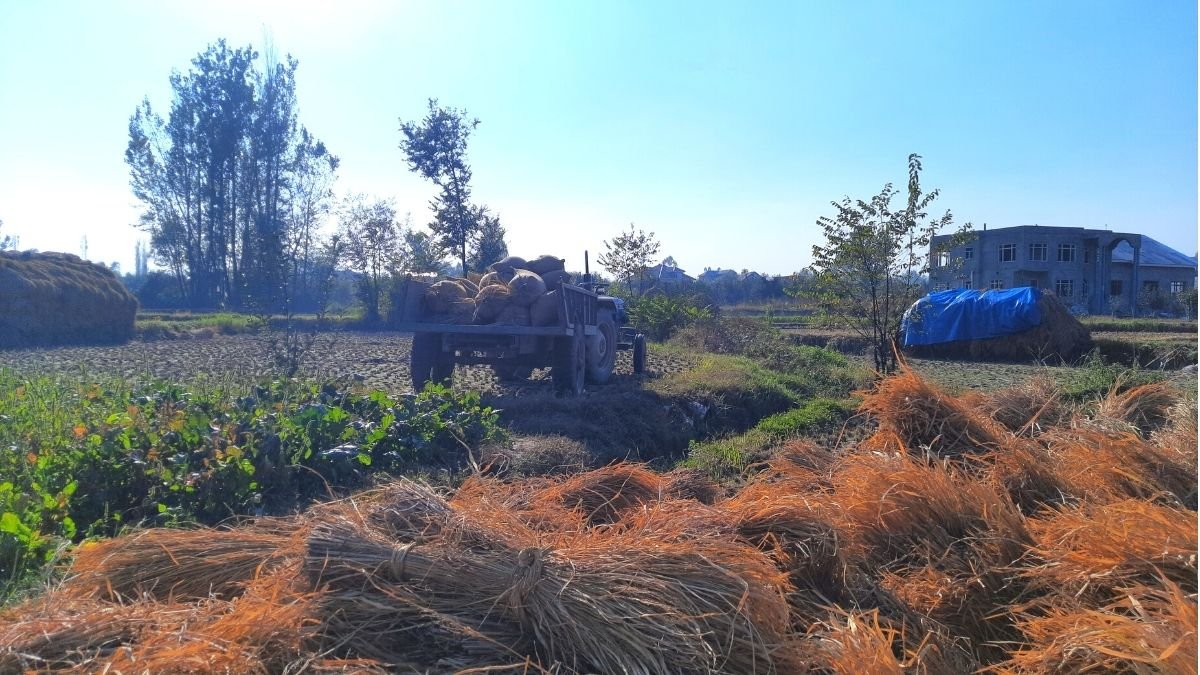 Farmers concerned as traditional paddy varieties’ yield drops significantly
