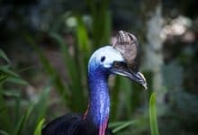 Humans tamed Cassowary, the world's most dangerous bird. History is proof.