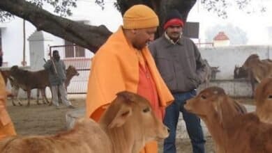 Yogi