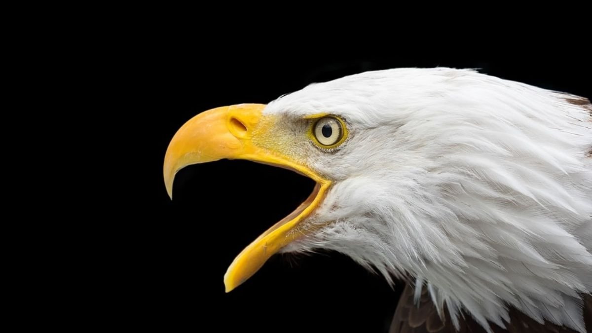 Lead poisoning killing bald eagles; bird population faces threat