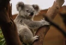 koalas