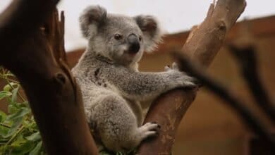 koalas