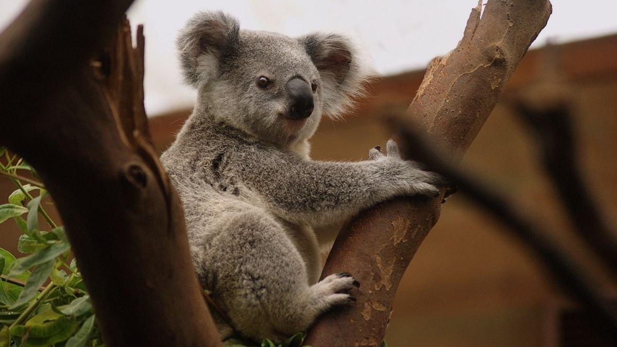 How do we prevent koalas from disappearing from the face of the earth?