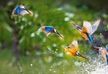 Bird Festival