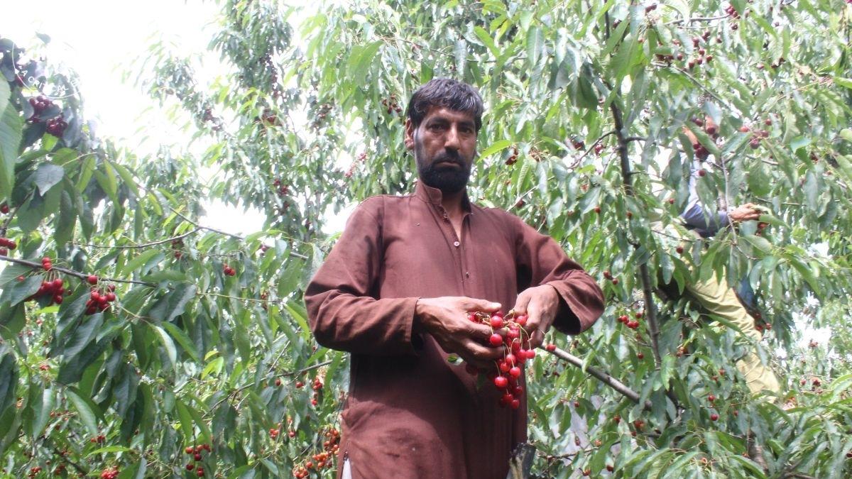 Cherry crop in Kashmir