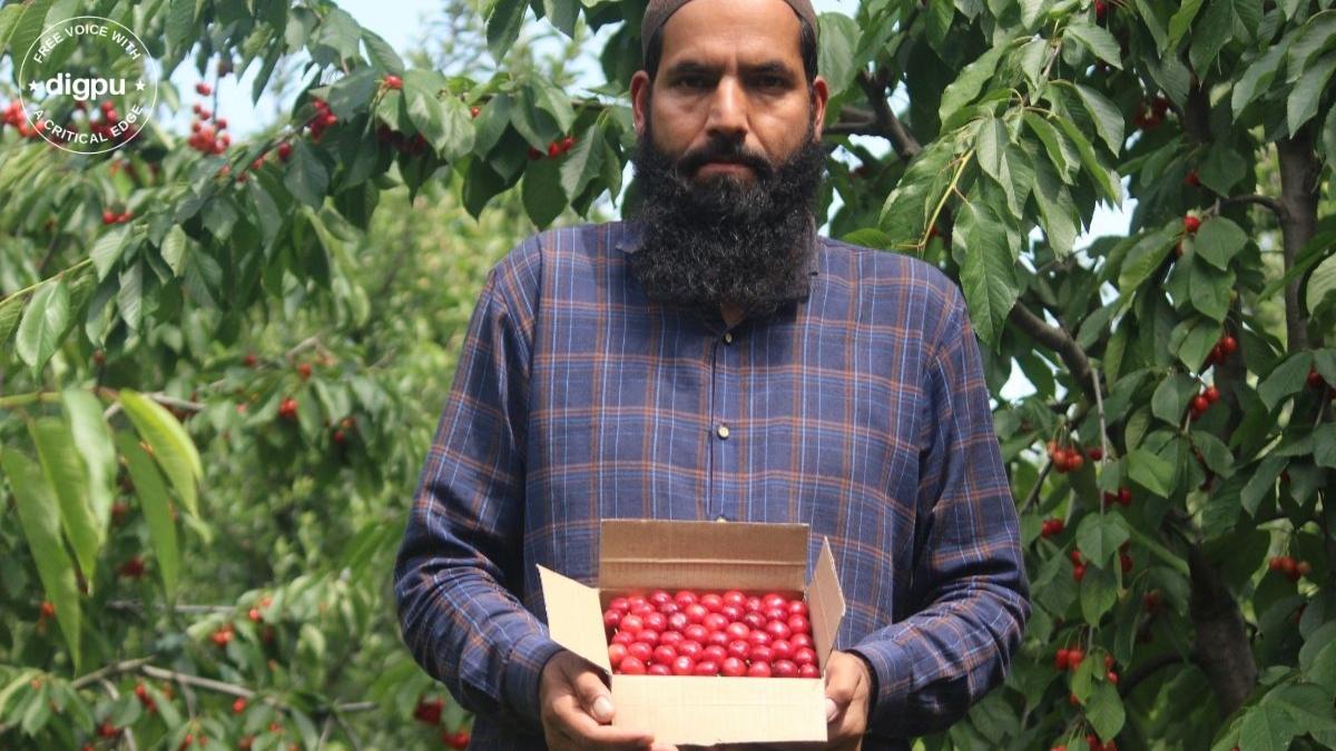 Cherry crop in Kashmir
