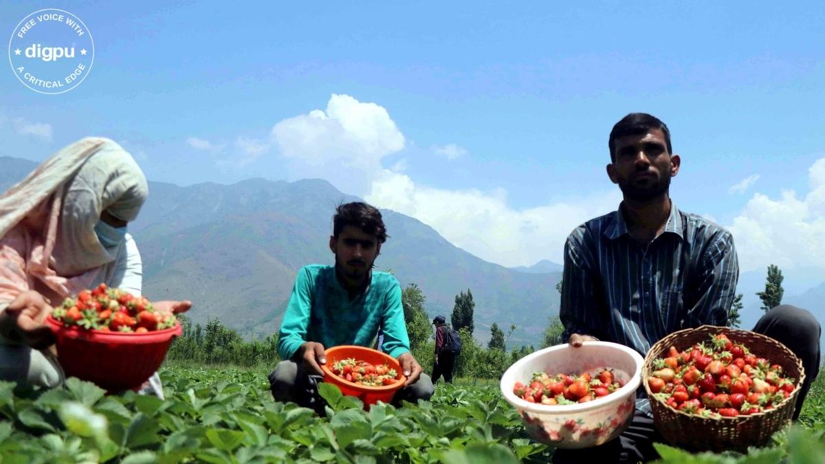 Kashmir’s strawberry producers in a bind due to heatwave