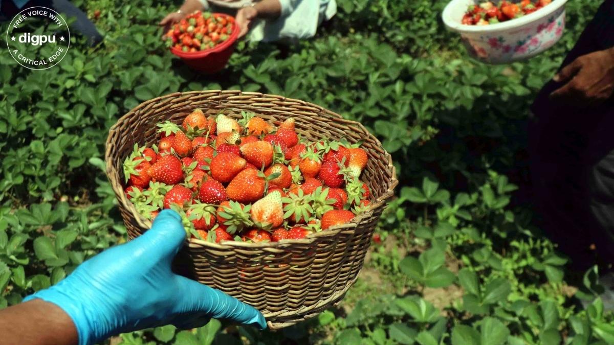 Kashmir’s strawberry producers in a bind due to heatwave