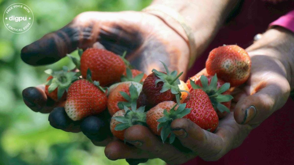 Kashmir’s strawberry producers in a bind due to heatwave