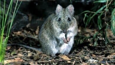 Gilberts Potoroo Australia