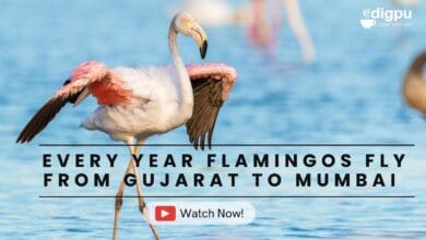 Flamingos that migrate every year from Gujarat to the Mumbai mud lands of Sewri
