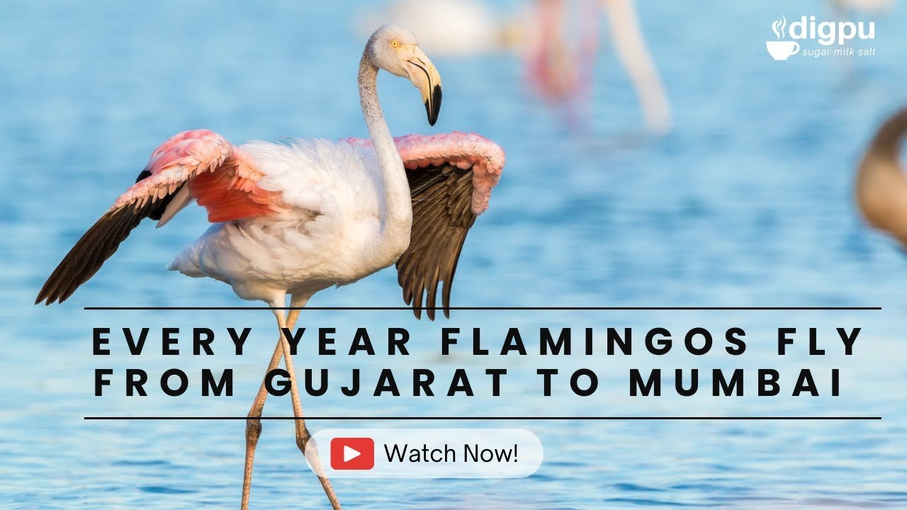 Flamingos Migrate Every Year from Gujarat to the Mumbai mud lands of Sewri