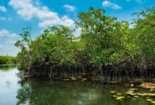 Mangroves