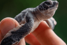 olive ridley turtle
