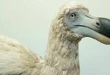 Dodo