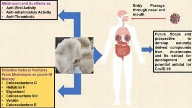 Mushroom-derived bioactive compounds have the potential to combat COVID-19 and other viral infections